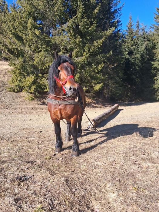 2 armăsari de vânzare împreună sau separat