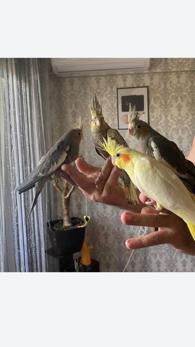 Кореллы ручные птенцы