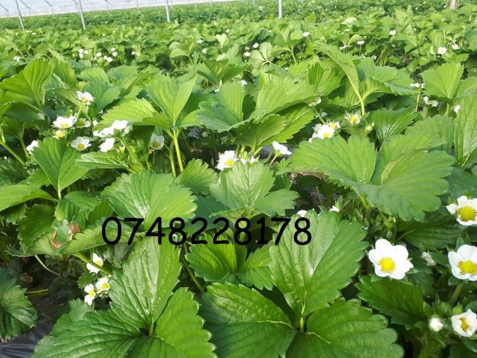 Stoloni capsuni Albion fragi zmeur mur agris smochin tayberry albizia