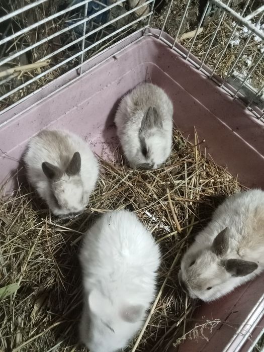 Декоративные крольчата