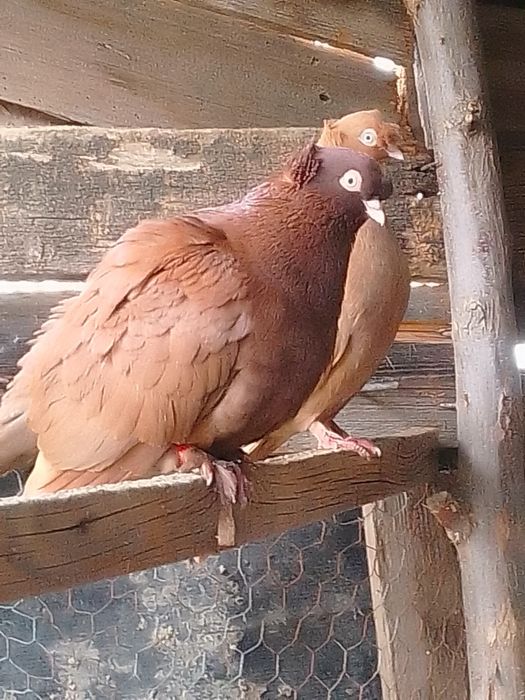 Porumbei voiajori standard și jucătorii de vânzare