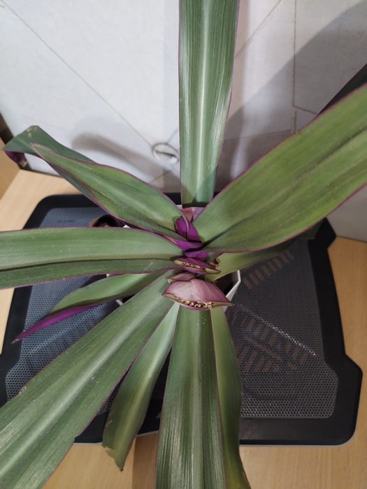 Цветок комнатный