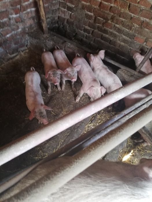 Продавам малки прасета