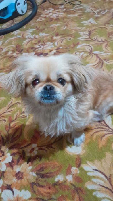 Ищем мальчика для вязки