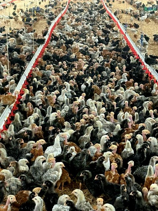 Pui rasă mixtă pentru carne și ouă