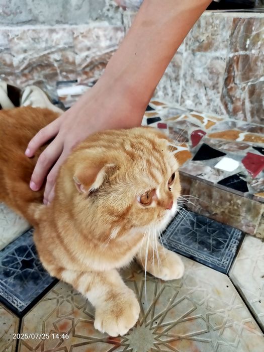 Кот вислоухий бритш