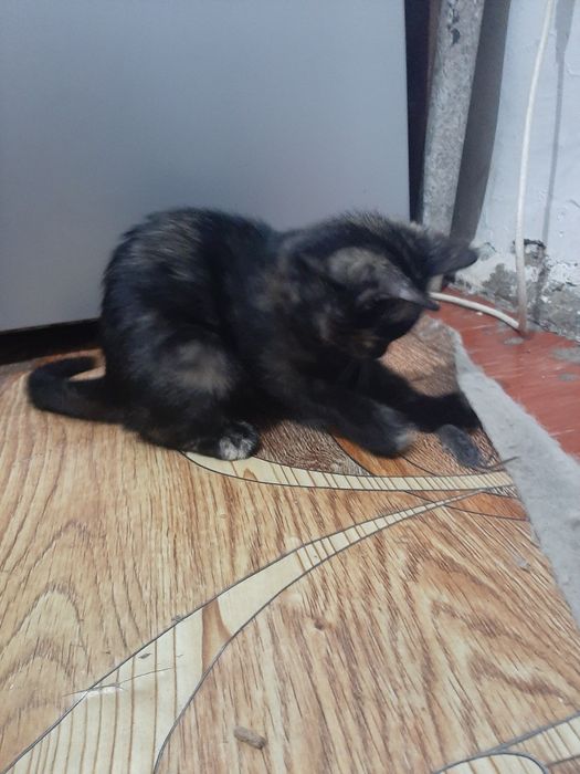 Девочка в заботливые руки