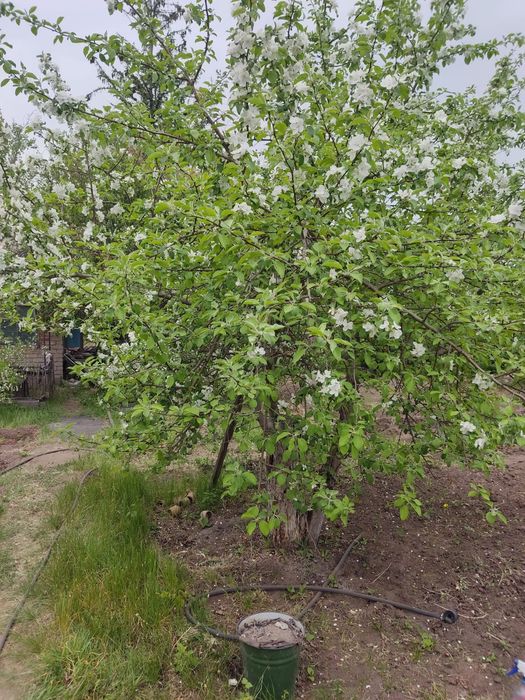 Продам дачу сад Здоровье