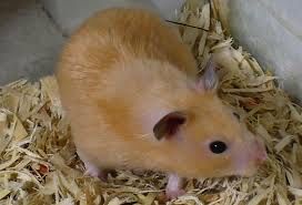 Хомячки цена договорная