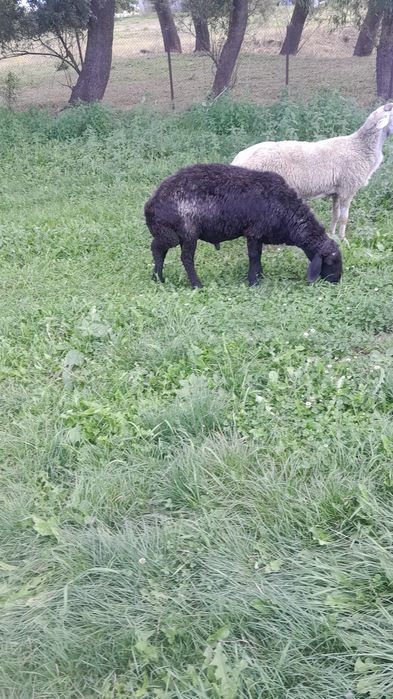 Berbec Caracul Negru