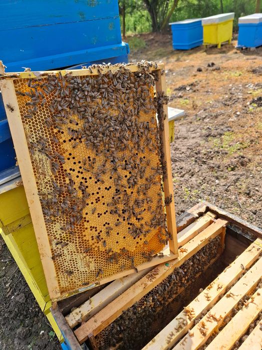 Продавам пчелни семейства