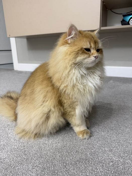 Золотая шиншила британский котенок срочно продается