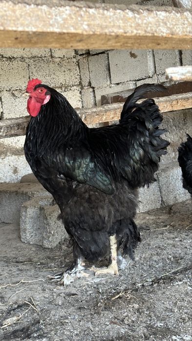 Брама кораз таза канды