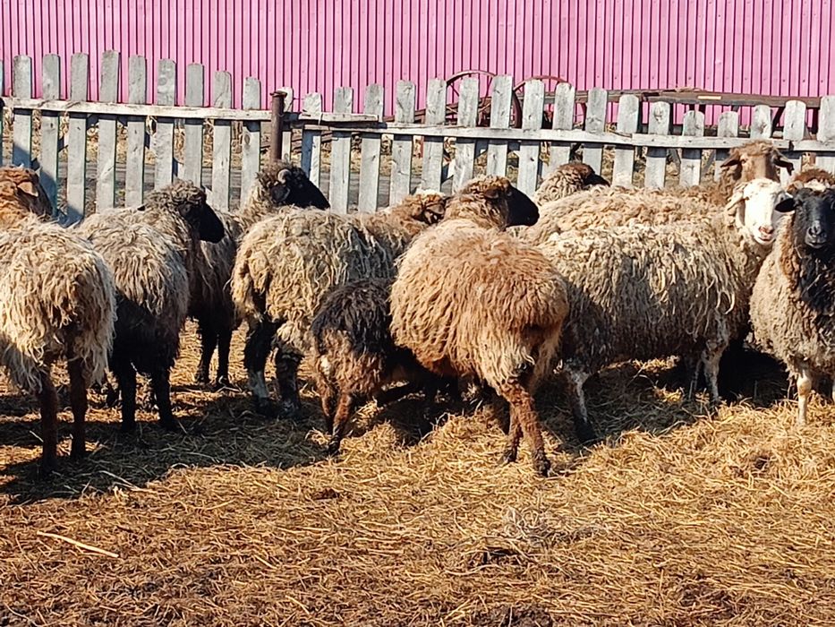 Продам овечек на развод