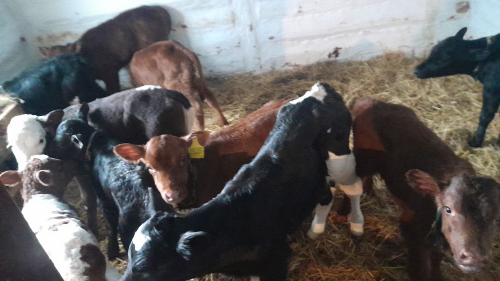 Продам телят разные