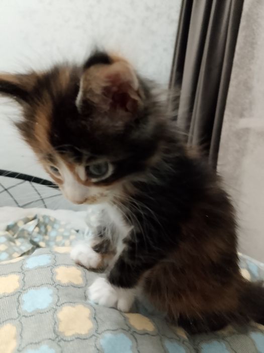 Продам катенька девочку мен куй