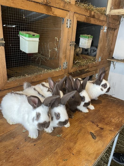 Pui fluture german havana