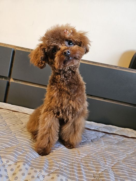 Той Пуделчета момиченца на 6 и на 7 месеца червени