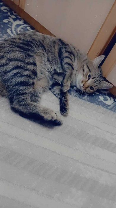 Котику нужен дом!