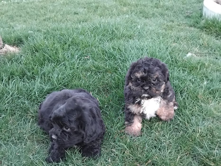 Caniche  pitic  shihpoo.