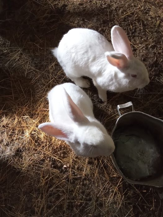 Продам кроликов  .