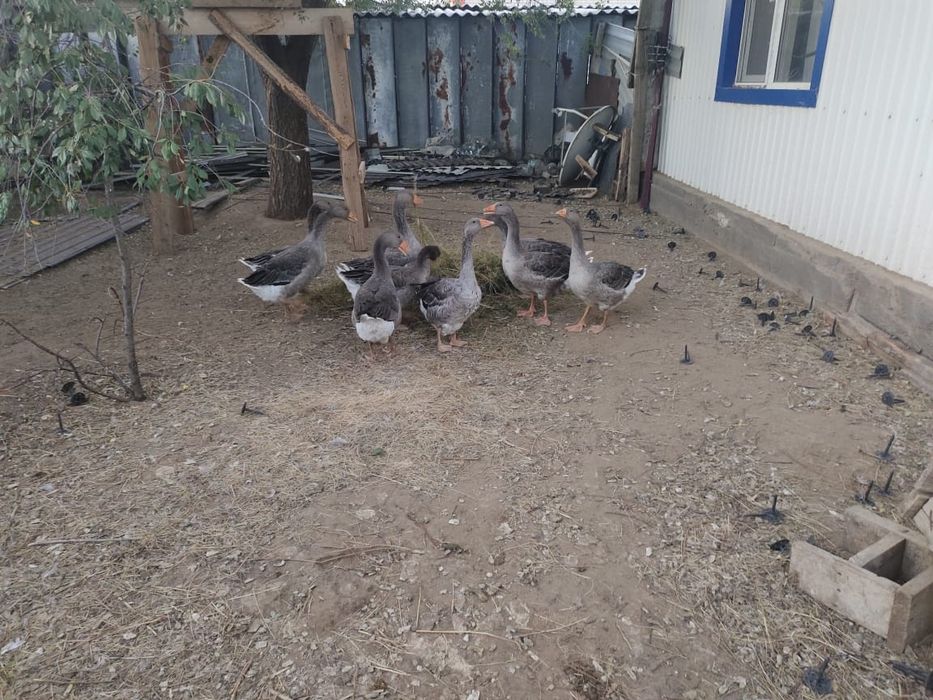 Қаз сатылады 13000мың