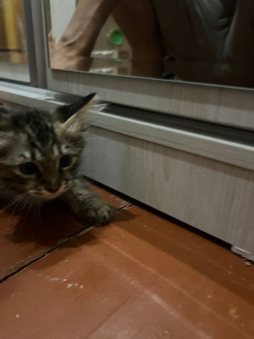 Отдадим в добрые руки