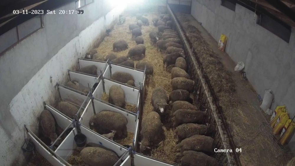 Berbeci Ile de France rasa de carne cu pedigree,certificat.