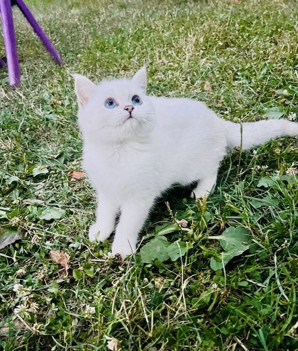 Pisica British Shorthair cu pedigree, alb cu ochi albaștri