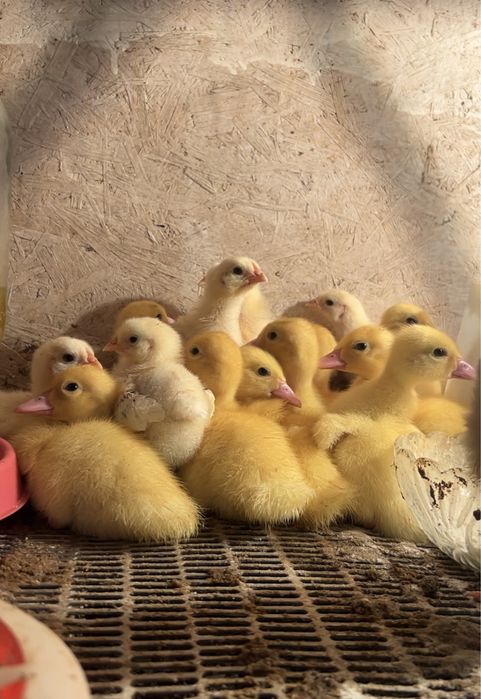 Индоутка цыплята