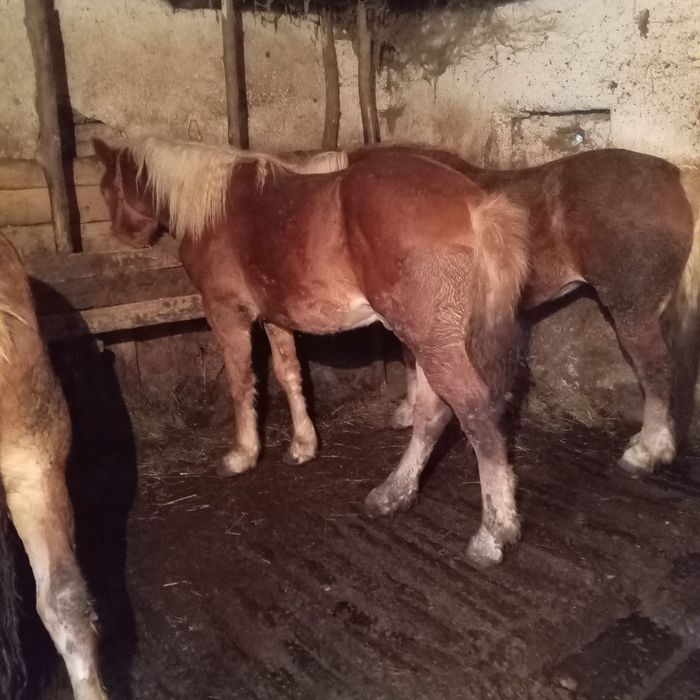 Vând iapă şi mângi