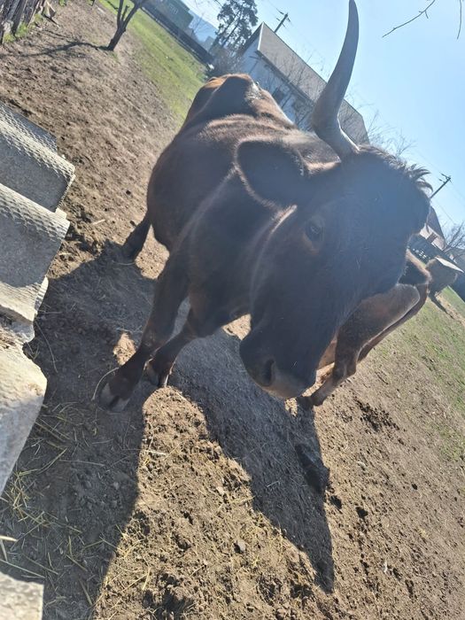 Vaci de lapte de vanzare