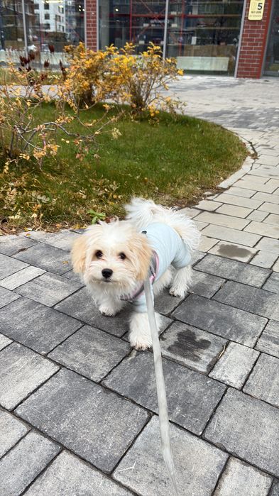 Мальтипу 5 мес 300000тг