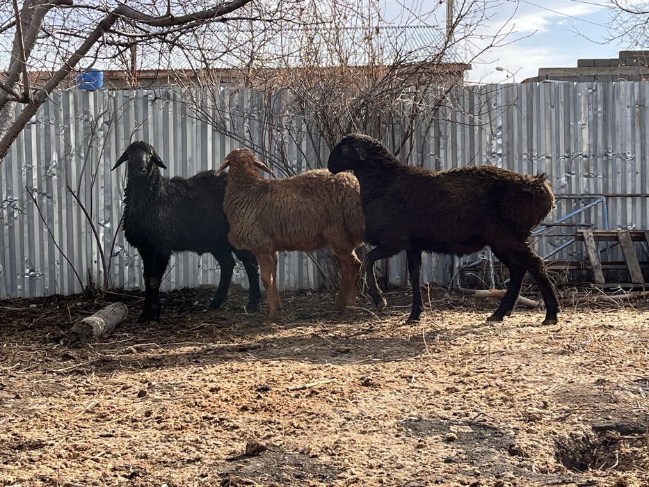 Тұқымдыққа қошқарлар сатылады