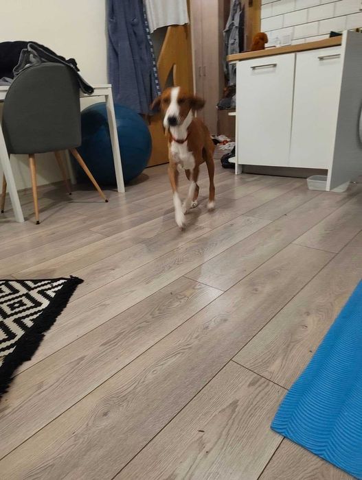 Куче гонче за осиновяване!