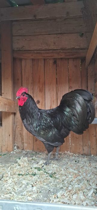 Cocoșii australorp negru