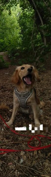 Пропала Собака, Гера