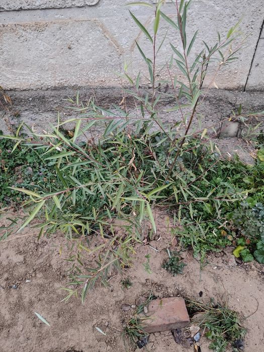 Саженца молодой Ивы