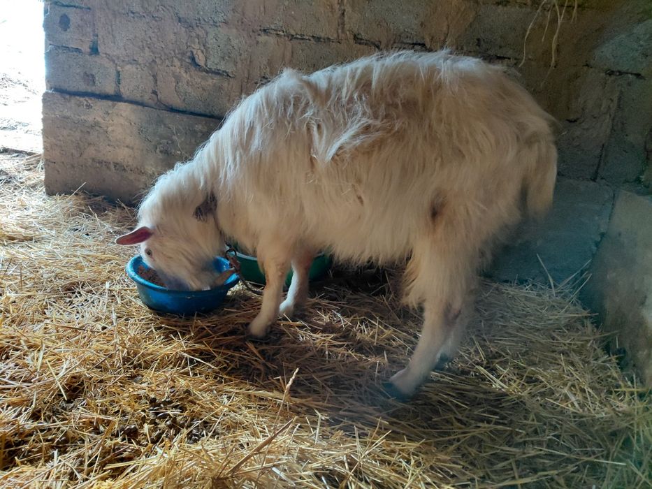 Теке Сатылады. Мм