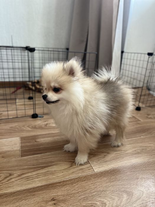 Продам щенка шпица