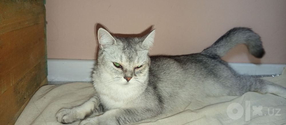 Британский шорт.