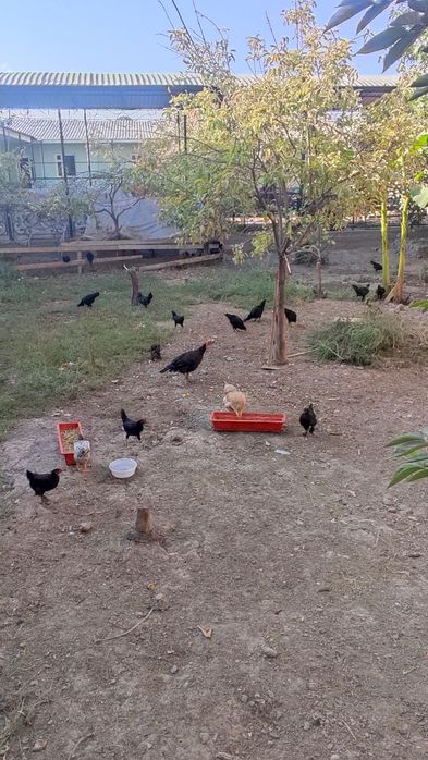 Товук сотилади дамашний