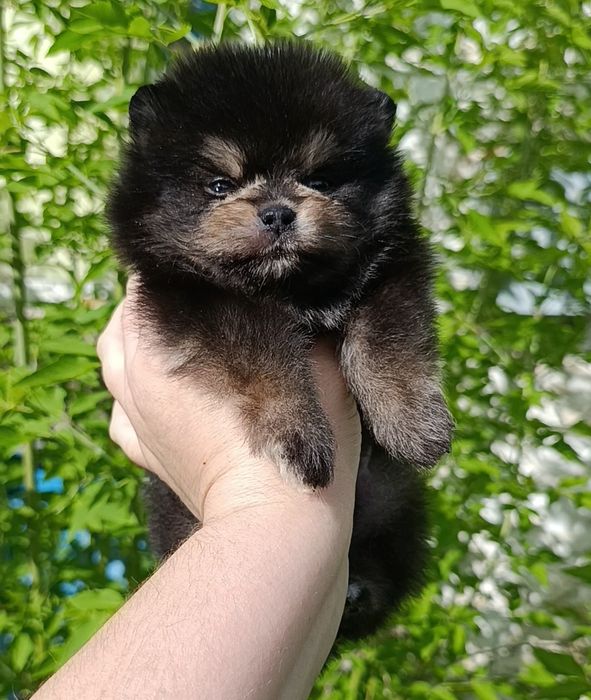 Щенки шпица мини