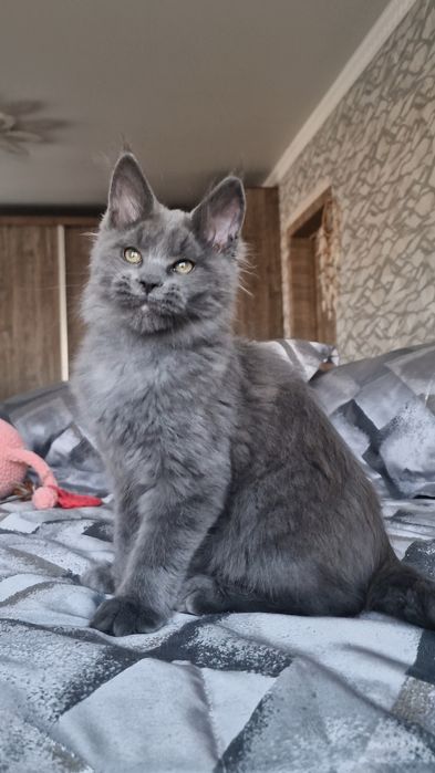 Котёнок мейн-кун девочка