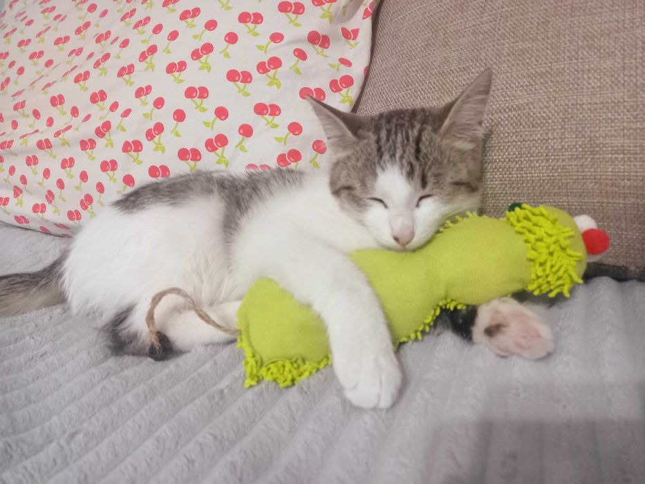 Котенок срочно ищет новый дом