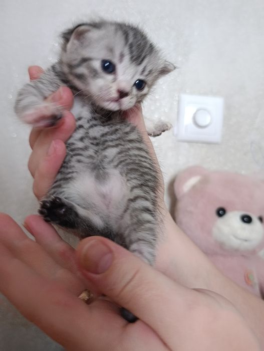 Продам котят британских Вискас окрас