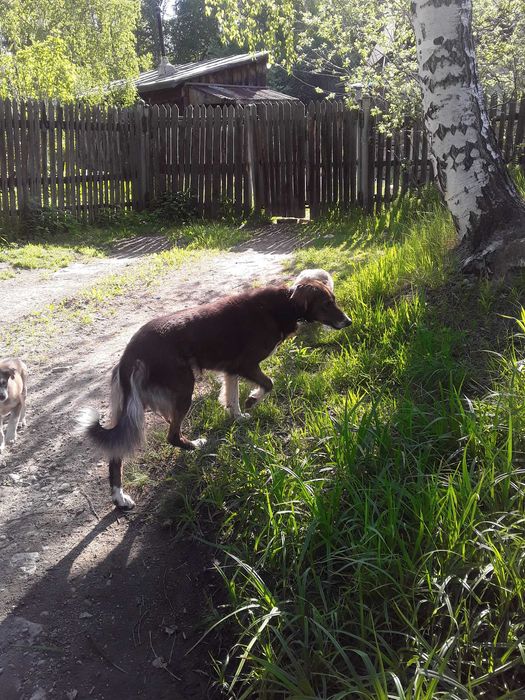 Отдам щенков породы Тазы