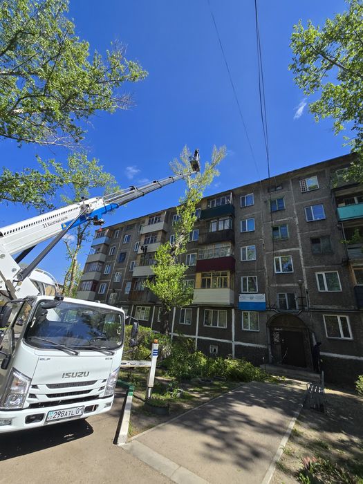 Спил дерева Спил деревьев