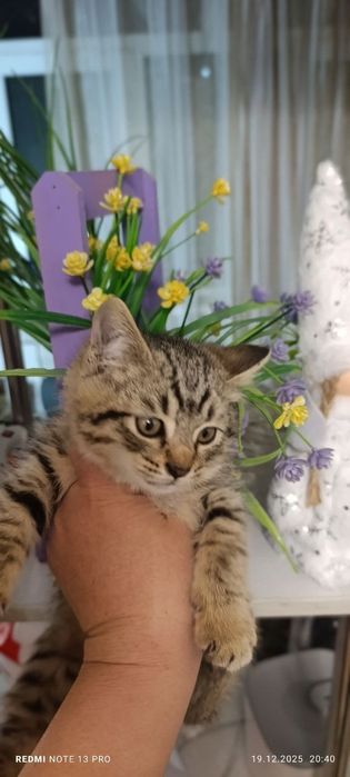 Барсик ищет добрых ручек. 2 месяца. Мальчик. Юнусабад