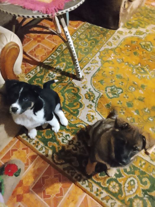 Щенки два месяца помесь хаски с лабрадором срочно